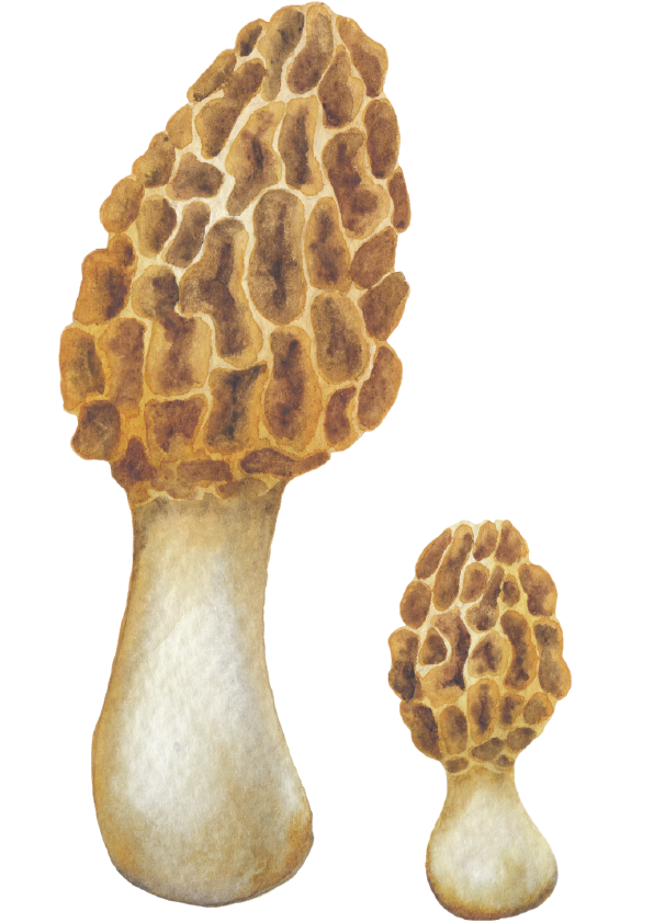 Psilocybe