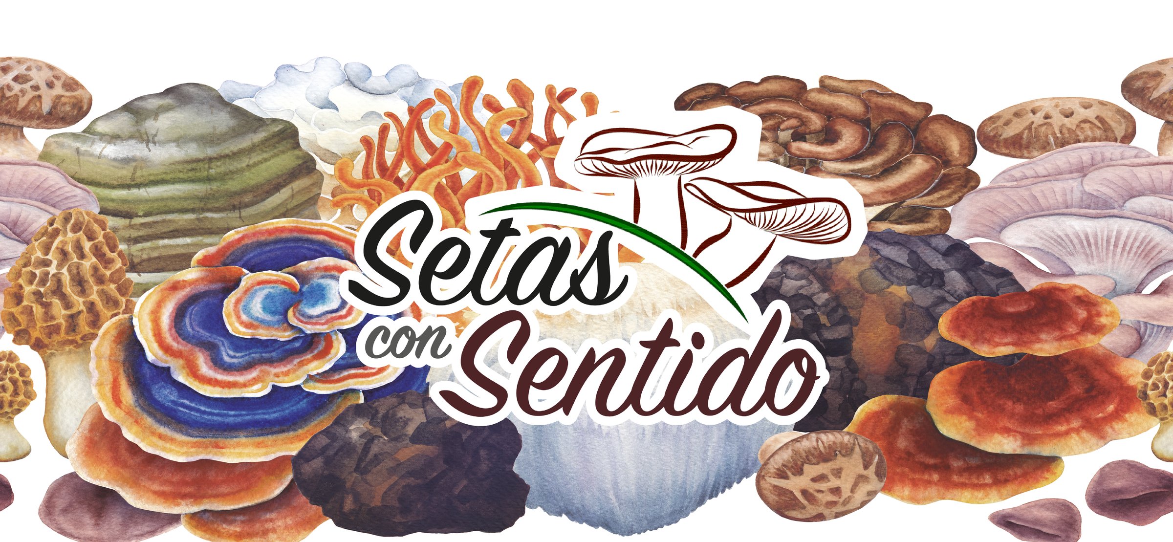 Setas con Sentido