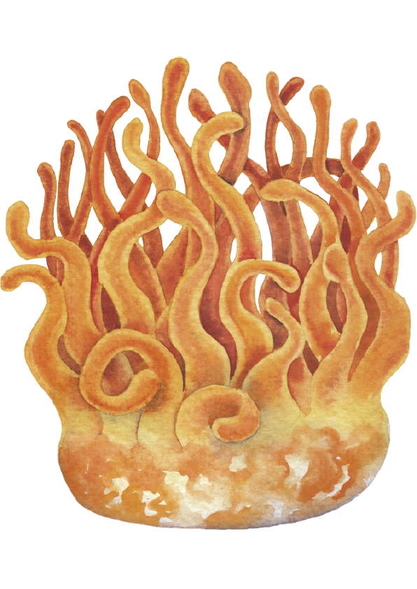 Cordyceps