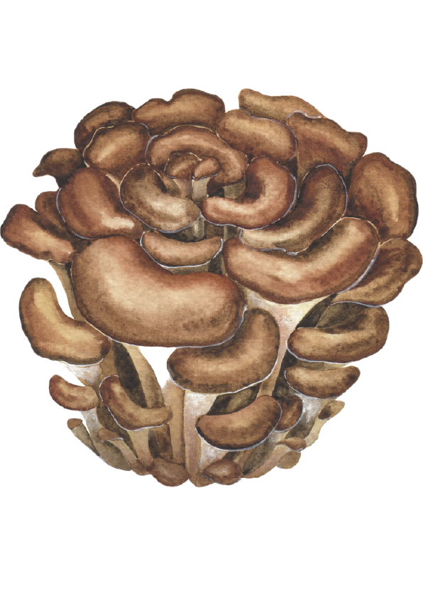 Maitake