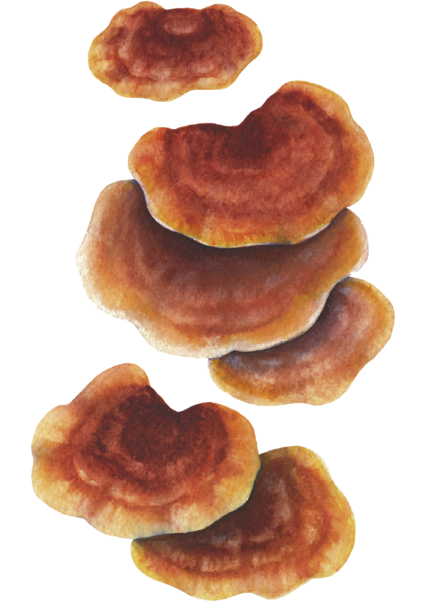 Ganoderma – Reishi